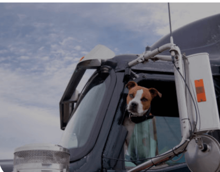 Why truckers Need a Dog on the Road with You (and Which Dog to Get)