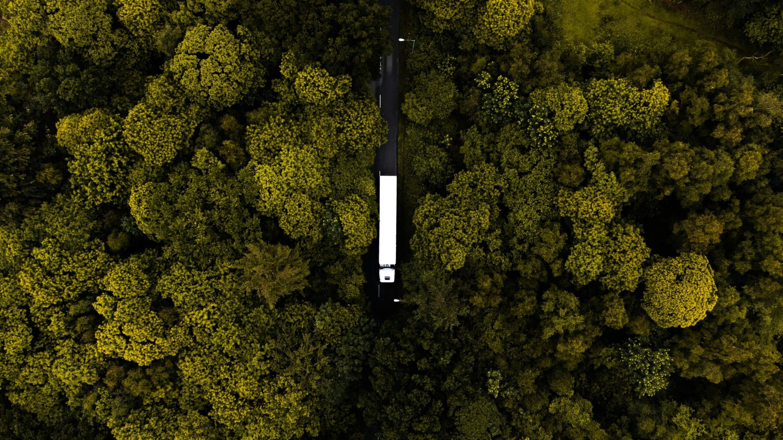 single white truck in the forest